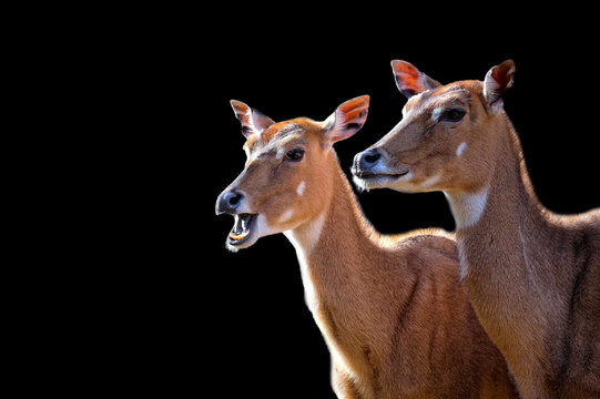 Nilgai on a black background