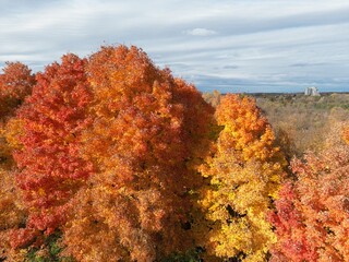 Tree with flamboyant foliage and autumn colors - Arbre au feuillage flamboyant et aux couleurs de...