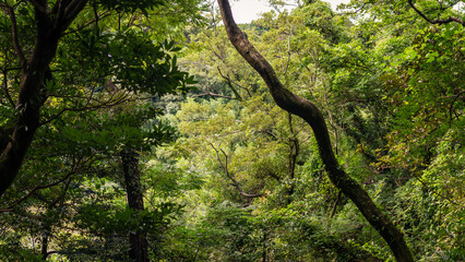 Fototapeta premium Serene Dense Green Forest With Twisting Tree Branches Illuminated by Sunlight in South Korea Wilderness