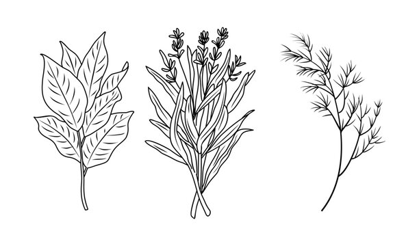 Set of Herbs and spices hand drawn vector illustrations. Food sketch. Cooking plants. Labeling and packaging design. Spice and herbs black and white monochrome drawing isolated