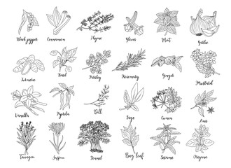 Naklejka premium Set of Herbs and spices hand drawn vector illustrations. Food sketch. Cooking plants. Labeling and packaging design. Spice and herbs black and white monochrome drawing isolated