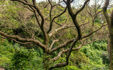 Twisting Bare Tree Branches Extending Over Dense Green Forest in Serene Jeju Island Landscape
