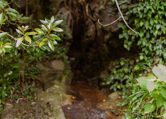 Mysterious Narrow Passage with Flowing Water Surrounded by Lush Green Foliage in Jeju Island
