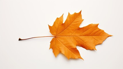 Fototapeta premium nature fall leaf on white