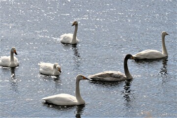 河川で寛ぐ白鳥　のどかな田舎の冬