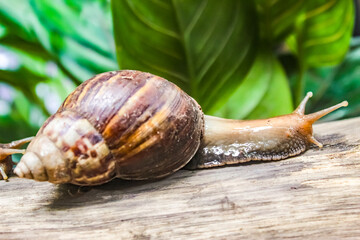 snail on a tree trunk