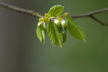 Spring maple leaves Nature forest sunset Nature background Nature background Nature foliage Nature branch tree Nature background Nature background Nature Fresh green Nature background Nature yellow Na