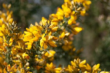 Spring maple leaves Nature forest sunset Nature background Nature background Nature foliage Nature branch tree Nature background Nature background Nature Fresh green Nature background Nature yellow Na