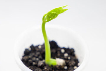 Young seedling in a pot on a white background, close up. Selective focus.