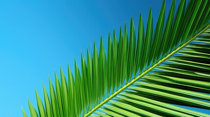 Obraz premium sky palm leaf texture