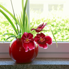 Bright red blooming orchid flowers in a pot. © Swetlana Wall