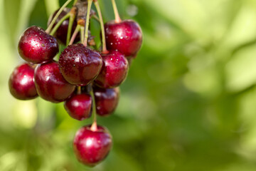 Close up on big Cherries hanging on a cherry tree branch.