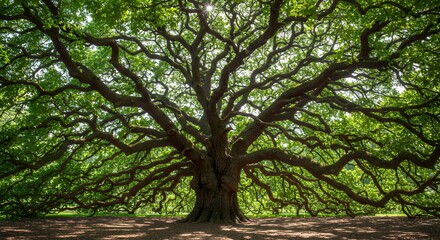 Fototapeta premium Majestic Angel Oak Tree Spreading Branches in Lush Green Sunlight