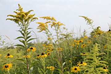 Tall stalks of goldenrod and black-eyed Susans swaying in the breeze, tall grasses, nature scene, goldenrod, wildflowers
