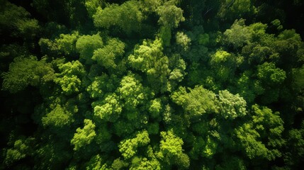 Naklejka premium canopy aerial view trees