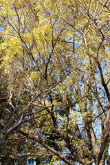 Yellow and green leaves in winter. Tree branches with foliage in natural forest. Colorful foliage against the blue sky.