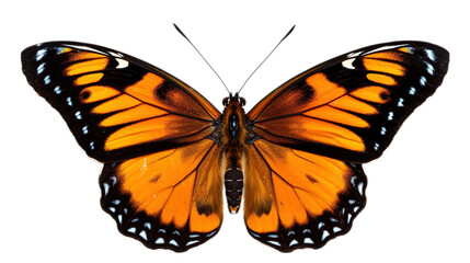 Obraz premium Elegant Butterfly Moth Flying on Transparent PNG Background 