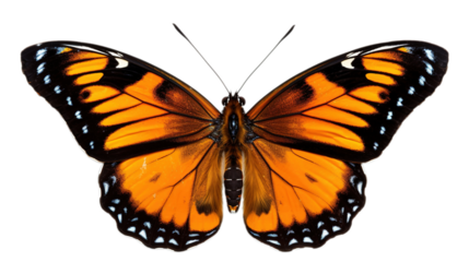 Elegant Butterfly Moth Flying on Transparent PNG Background
