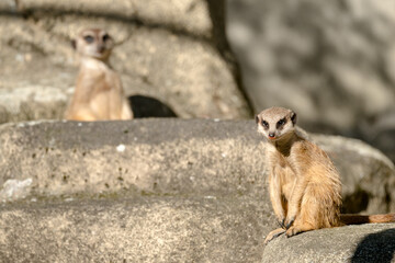 A meerkat sits on a sunlit rock, gazing attentively with its dark eyes, whiskers visible, and sandy fur glowing in the sunlight.