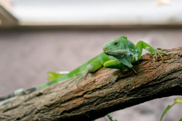 A vibrant green iguana resting on a textured tree branch, with patches of shedding skin visible on its body, in a controlled environment.