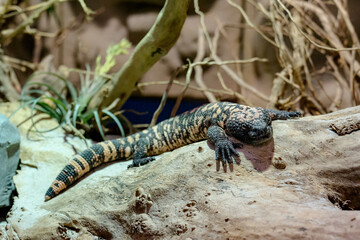 A Gila monster with black and orange patterned scales sprawled on a weathered log, surrounded by dry branches and desert plants.