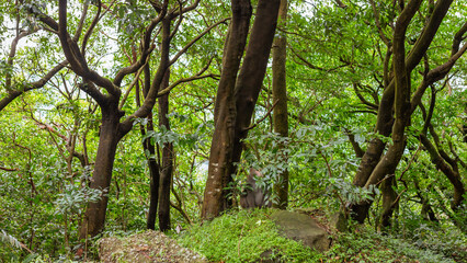Fototapeta premium Dense Tropical Forest with Tall Twisting Trees and Wild Monkey Amidst Lush Green Foliage in Taiwan