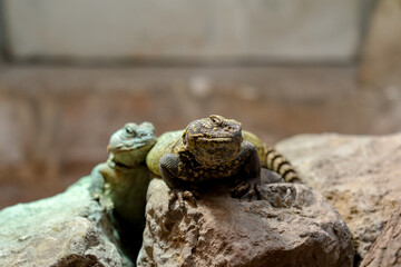 Two rugged, textured lizards resting on rocky surfaces, one in focus with a stoic expression, the other slightly blurred in the background.