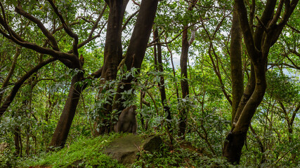 Wild Monkey Sitting Amidst Dense Greenery in Taiwan’s Tropical Forest Surrounded by Towering Trees