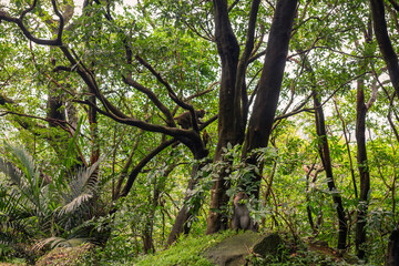 Wild Monkeys in Dense Tropical Rainforest Surrounded by Towering Trees and Vibrant Green Foliage in Taiwan