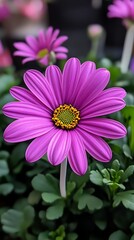 Obraz premium Pink Flower Closeup, Garden, Blooming, Blurred Background