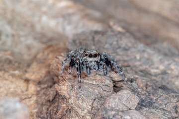 Australian Jumping Spider Staring Into Camera, Macro Shot