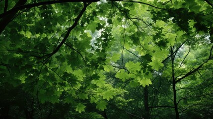 Fototapeta premium forest elm leaf