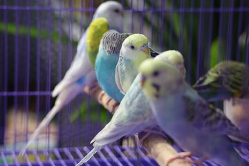 colourful birds are beautiful