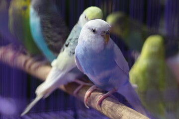 colourful birds are beautiful