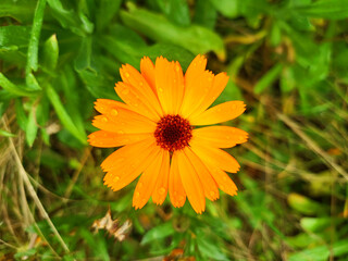 Marigold flower in the garden