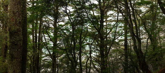 Misty Forest With Towering Trees And Dense Green Canopy Creating Enchanting Atmosphere In Mountainous Taiwan