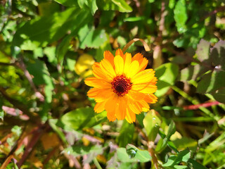 Marigold flower in the garden