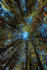 Reforestation of pinus elliot within a forest on the farm. Wood widely used in the pulp industry and in civil construction and furniture.