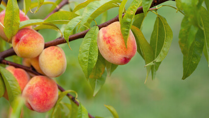 The peach - Prunus persica  - is a fruit bearing  tree. Red, ripe peaches with juicy yellow flash  in the orchard.