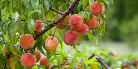 The peach - Prunus persica  - is a fruit bearing  tree. Red, ripe peaches with juicy yellow flash  in the orchard.