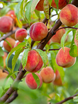 The peach - Prunus persica  - is a fruit bearing  tree. Red, ripe peaches with juicy yellow flash  in the orchard.