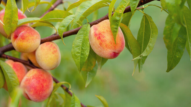 The peach - Prunus persica  - is a fruit bearing  tree. Red, ripe peaches with juicy yellow flash  in the orchard.