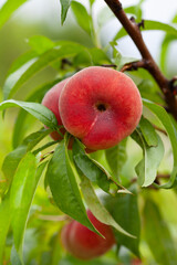 The peach - Prunus persica  - is a fruit bearing  tree. Red, ripe peaches with juicy yellow flash  in the orchard.