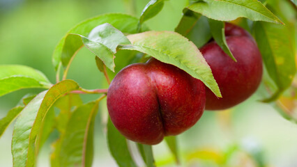 The nectarine  - Prunus persica var. nucipersica - is a fruit bearing  tree. Red, ripe flat nectarines with juicy yellow flash  in the orchard.