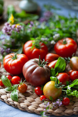 Tomato vegetable  -  a garden harvest of gourmet varieties of heirloom tomatoes, Solanum lycopersicum -  includes black, cherry, plum, oxheart and beefsteak delicious berries.