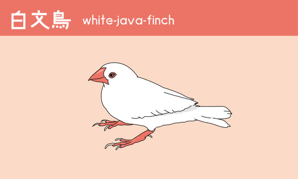 文鳥　白文鳥　鳥　小鳥　Java finch