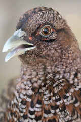 close up of a bird
