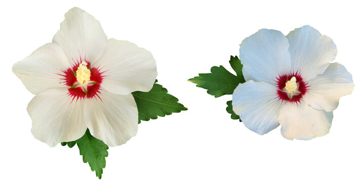 White with red heart rose of Sharon flower, Althea (Hibiscus Syriacus) isolated on a transparent background	