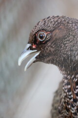 close up of a bird