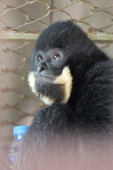 Obraz premium sad monkey